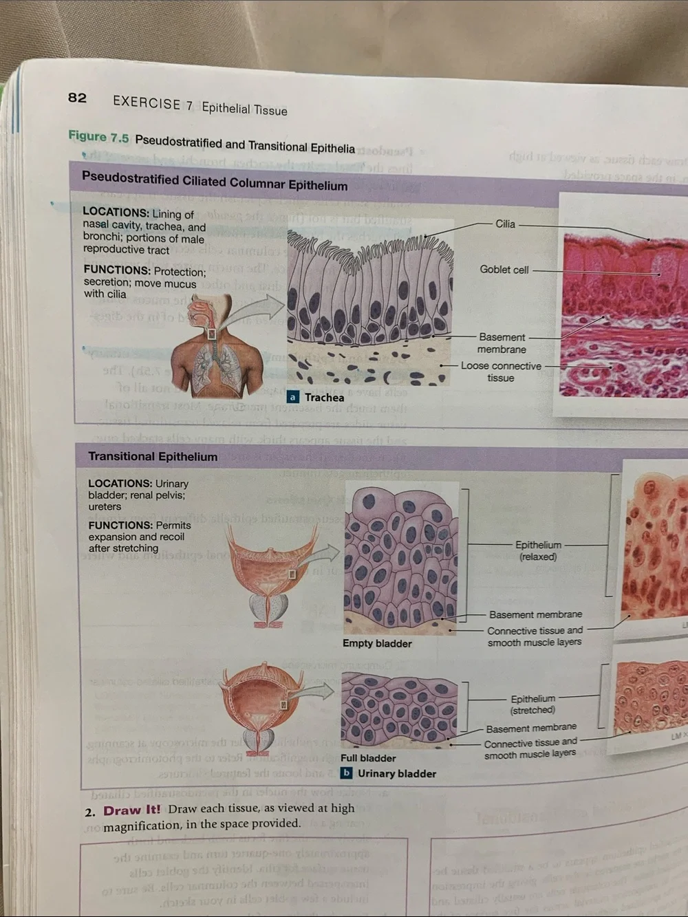Pearson laboratory manual